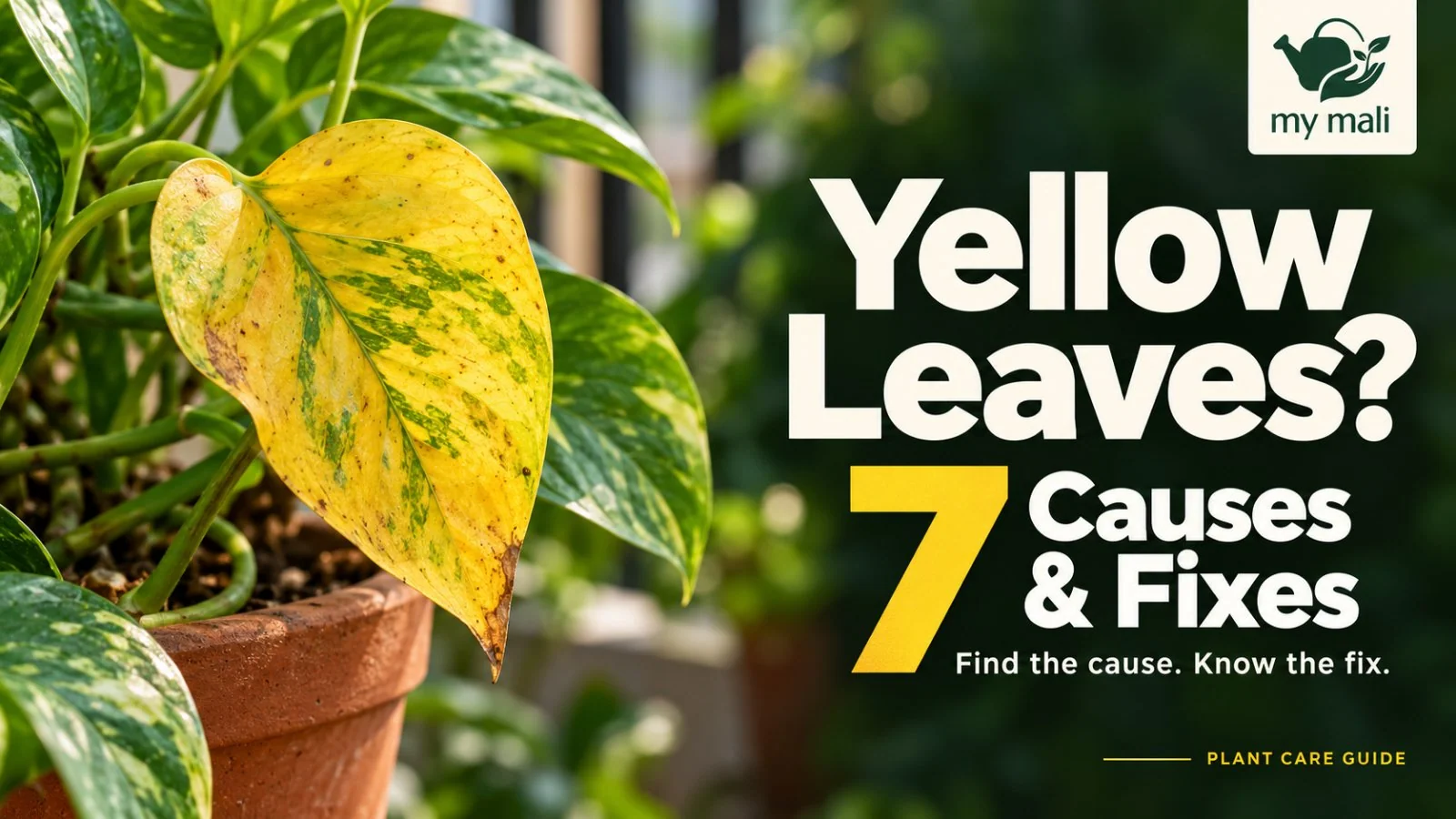 Yellow Leaves on Plants