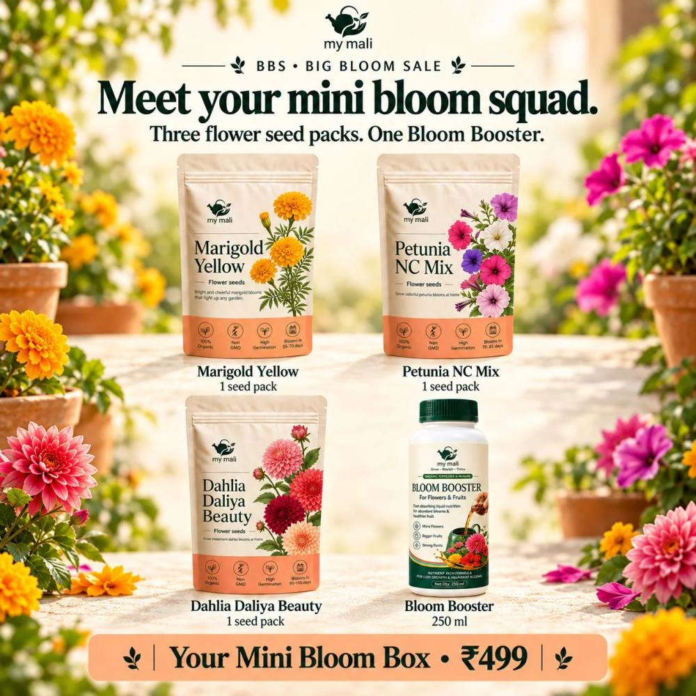 Mini Bloom Box