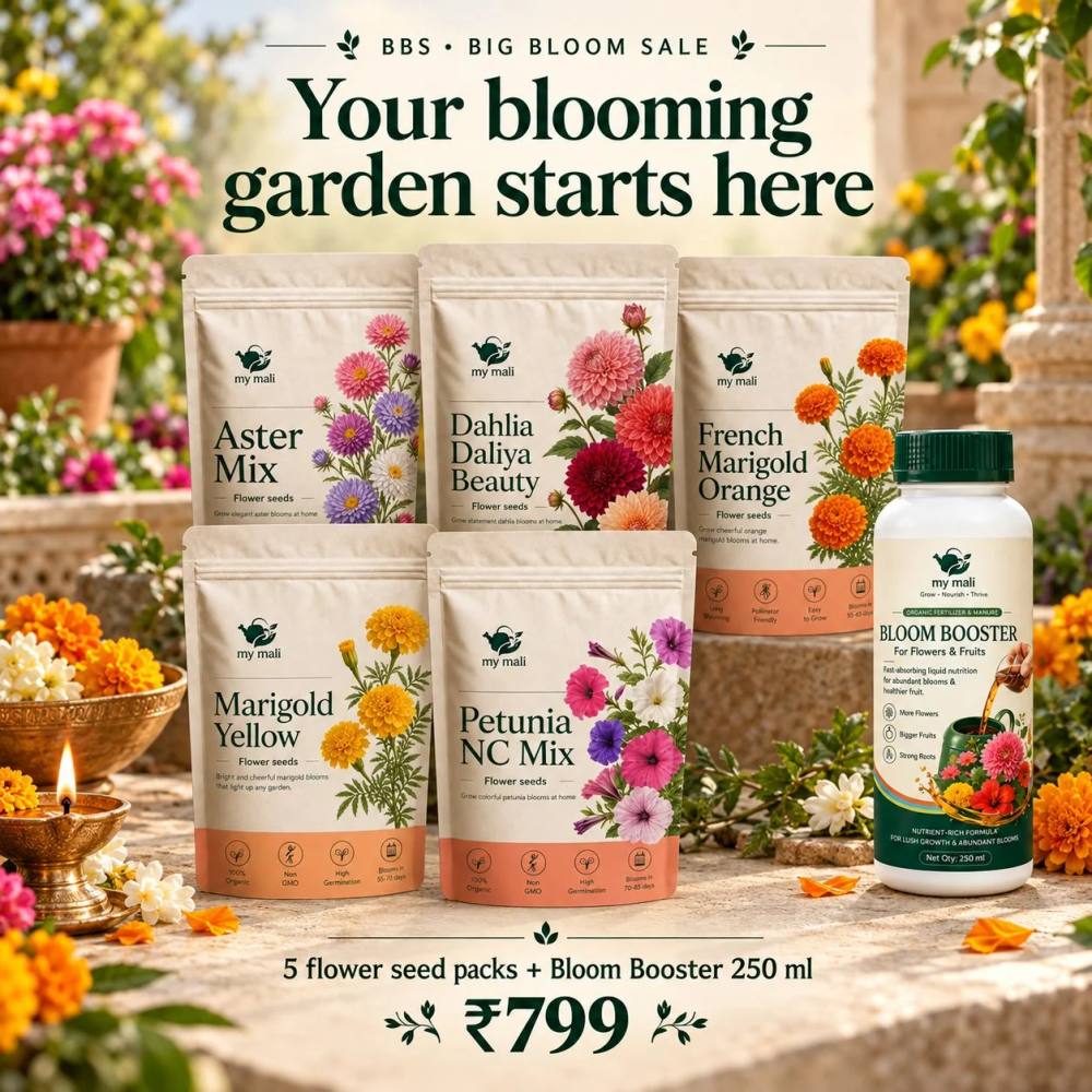 Big Bloom Box