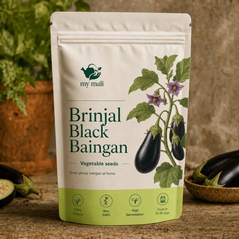 Black Brinjal Seeds (Black Beauty)