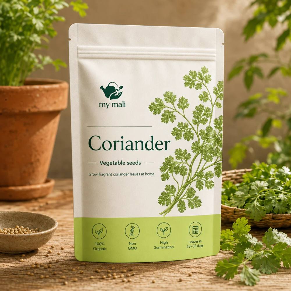 Coriander Dhania Seeds (Kalmi)